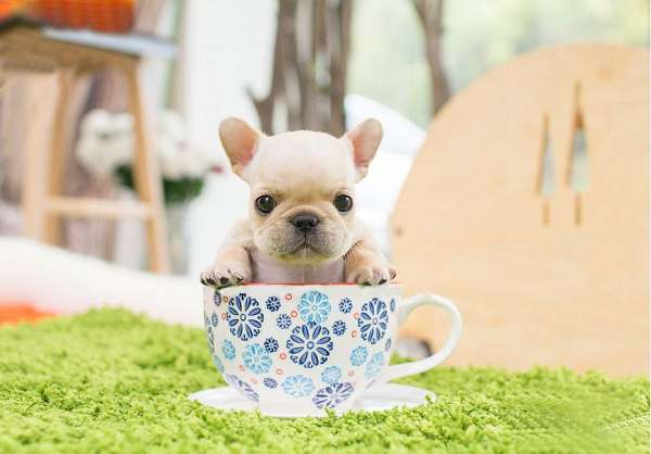 curly-haired-french-bulldog