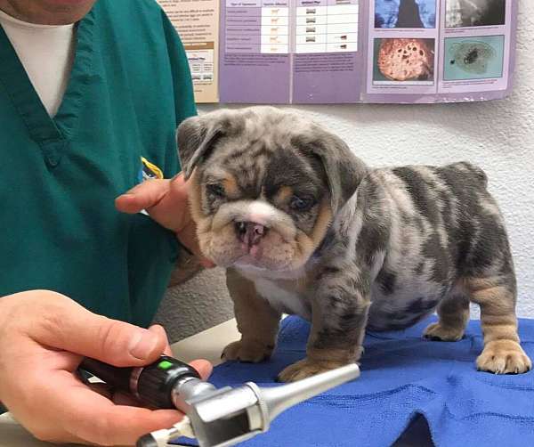 male-english-bulldog