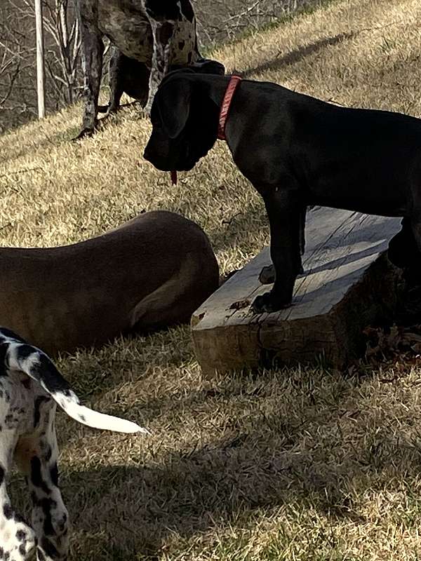 great-dane-dog-for-sale