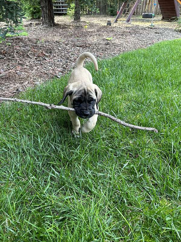 mixed-mastiff-dog