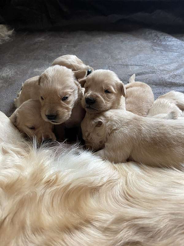 male-golden-retriever-puppy