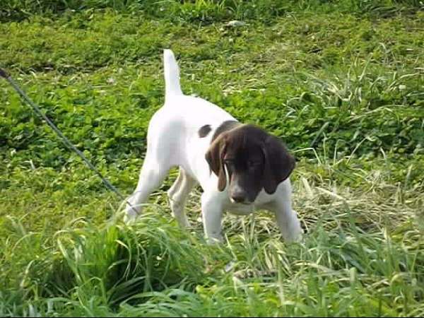 biscuit-white-short-haired-german-shorthaired-pointer
