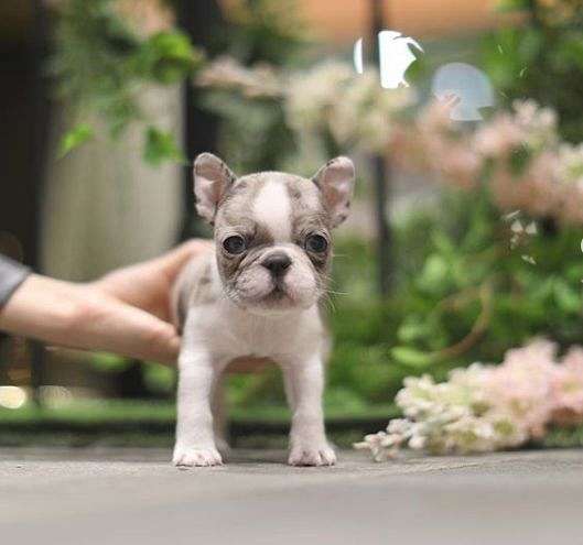 black-cream-french-bulldog