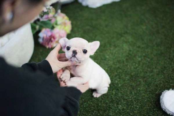 female-french-bulldog