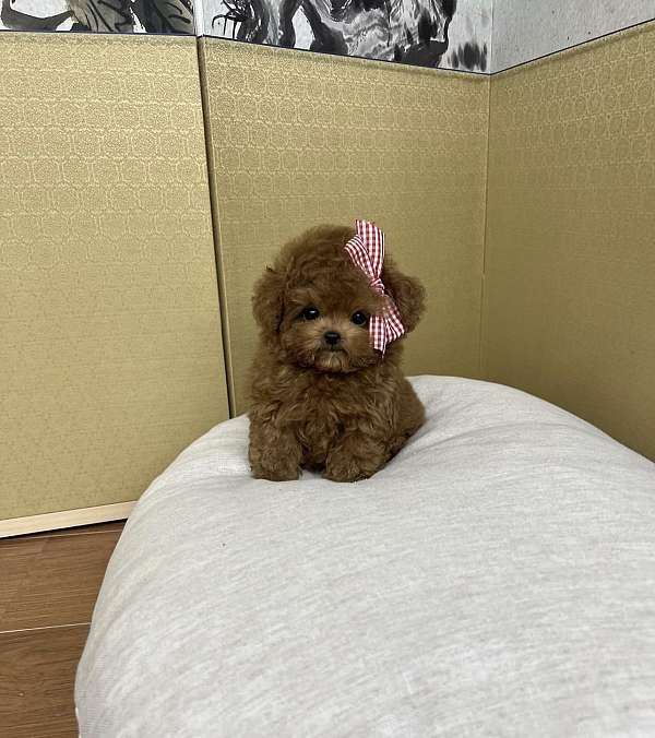 mixed-toy-poodle-puppy