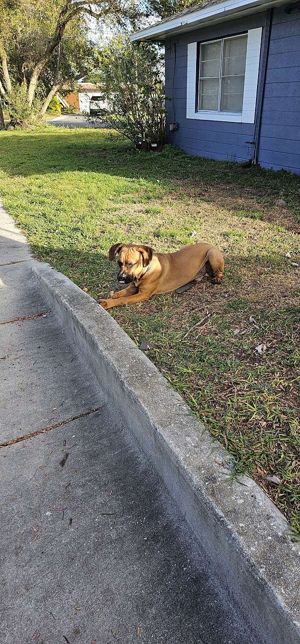 male-red-short-haired-cane-corso