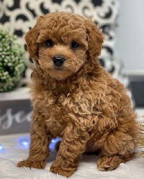 brown-teacup-miniature-poodle