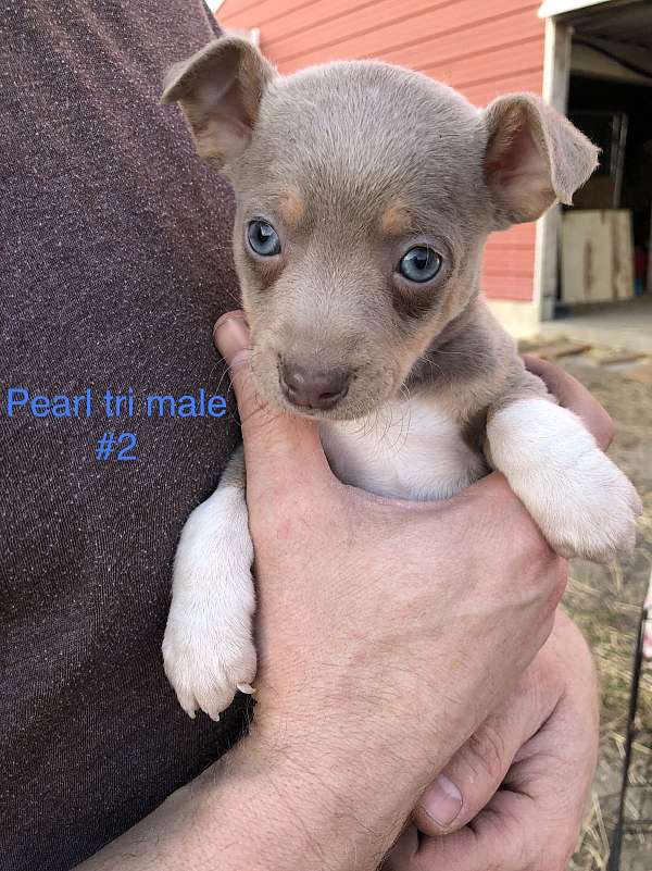 male-rat-terrier-puppy