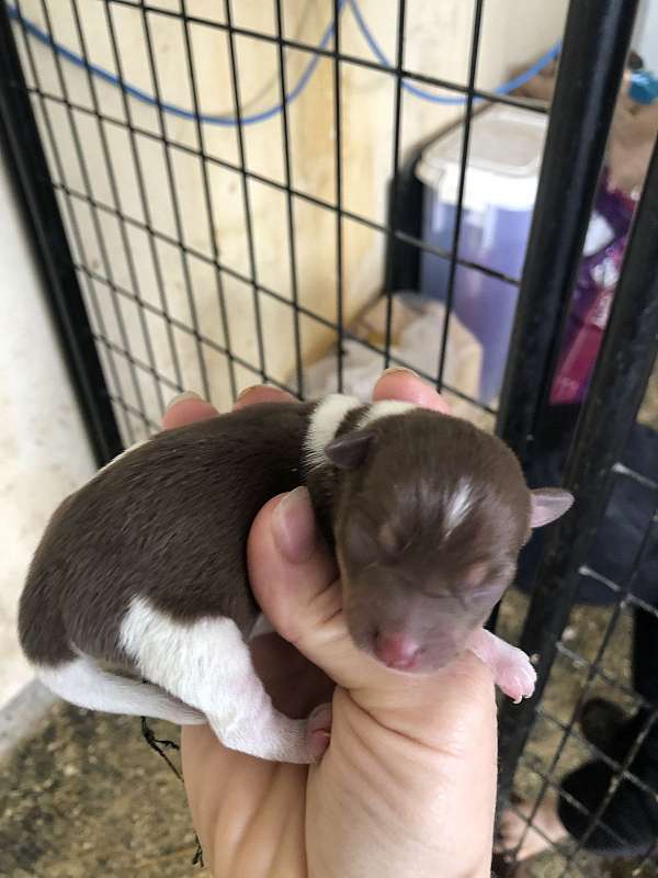 chocolate-rat-terrier