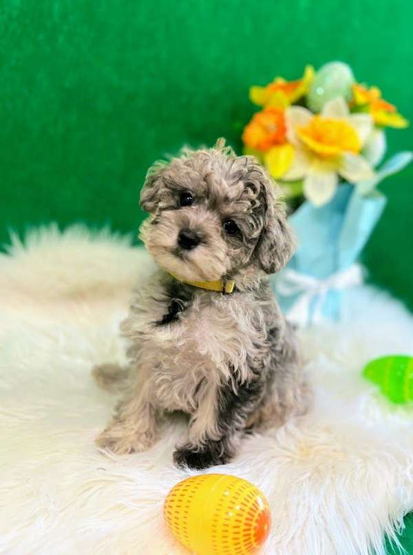 purebred-schnoodle