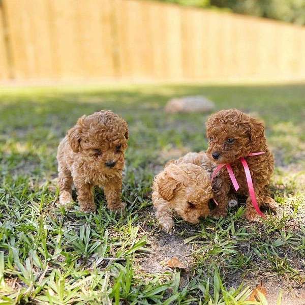 mixed-brown-curly-haired-poodle