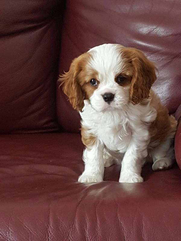 medium-blenheim-puppy