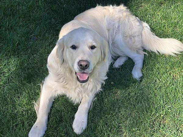 male-golden-retriever-dog