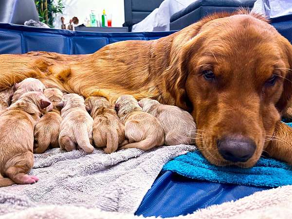 double-coated-golden-retriever