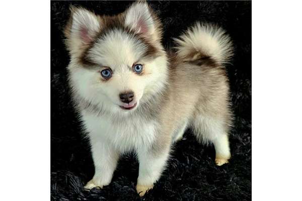 poodle-siberian-husky