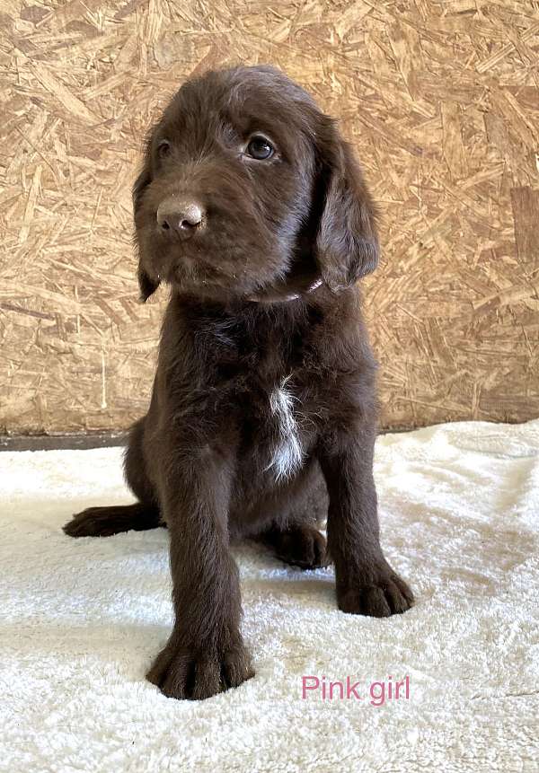 playful-chocolate-labradoodle-puppies