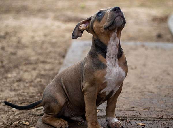 tri-colored-medium-haired-american-bully