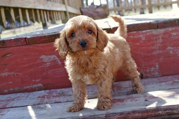curly-haired-cockapoo
