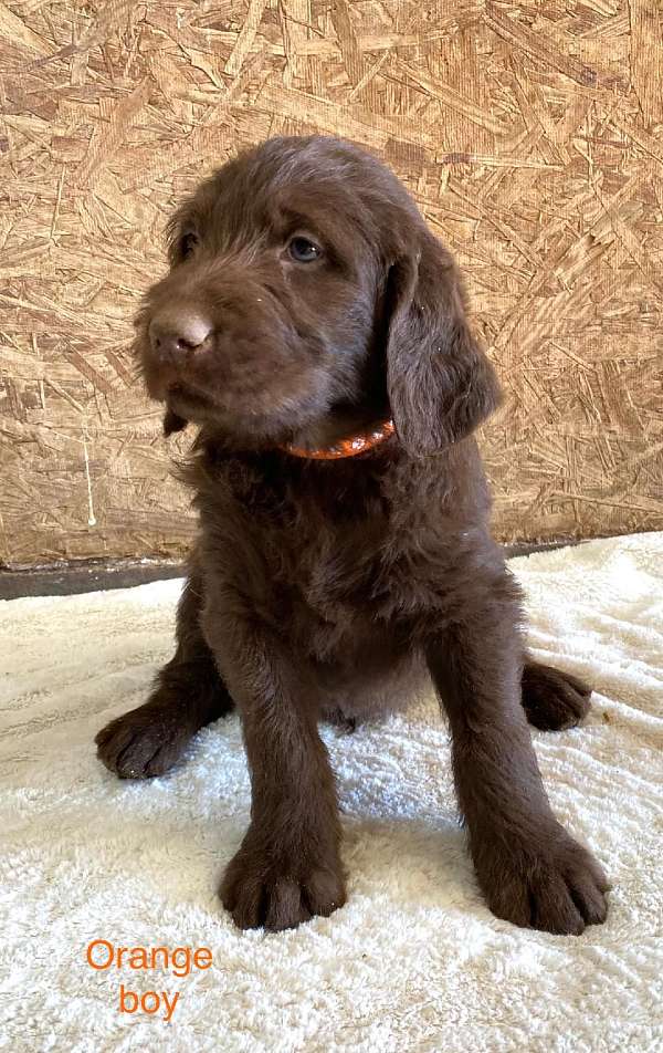 chocolate-wire-haired-labradoodle