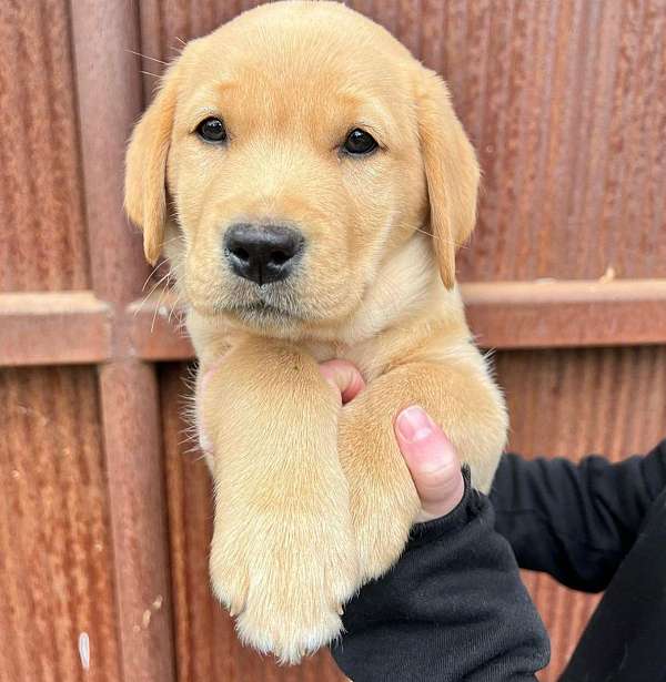 Cute Labrador Retriever Puppies for Sale