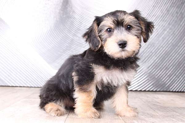 black-tan-yorkshire-terrier