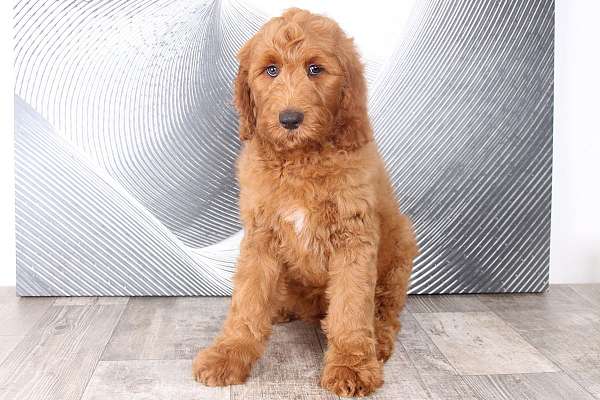 white-goldendoodle