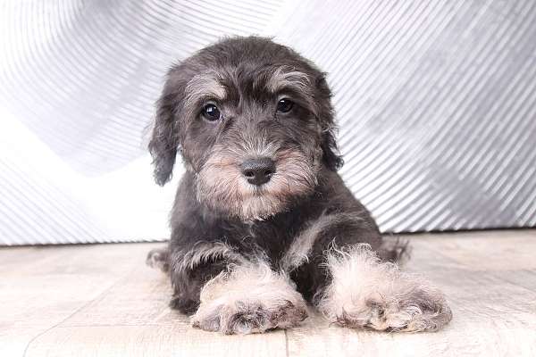 black-tan-schnoodle