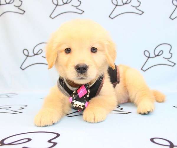 golden-retriever-breeders-in-las-vegas-puppy