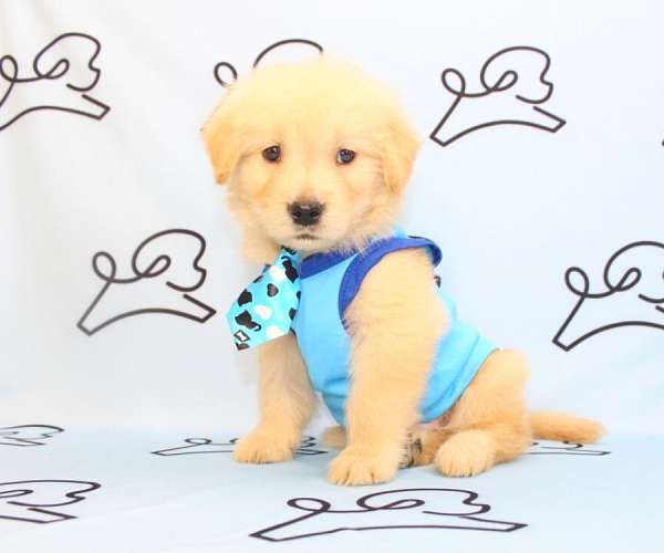 cute-golden-retriever-puppies-for-sale-in-las-vegas-puppy