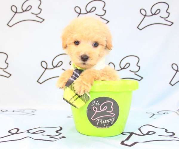 tiny-teacup-maltipoo-puppies-for-sale-in-utah-puppy