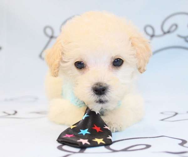 cheap-maltipoo-puppies-for-sale-in-las-vegas-puppy