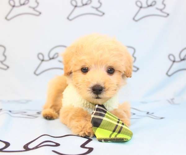 tiny-teacup-toy-maltipoo-puppies-for-sale-in-new-york-puppy