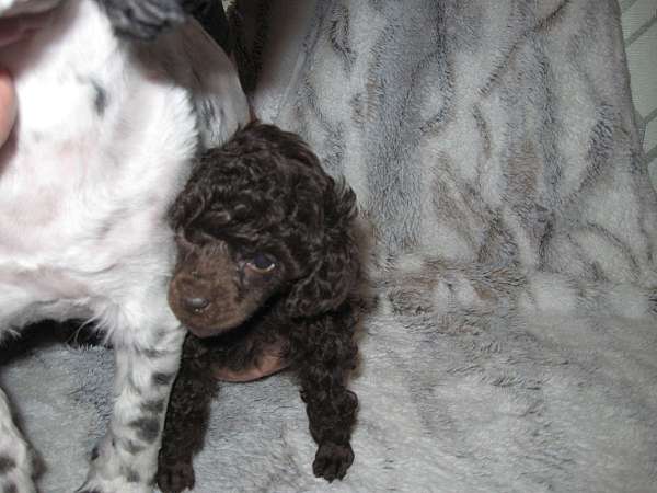 chocolate-long-haired-toy-poodle