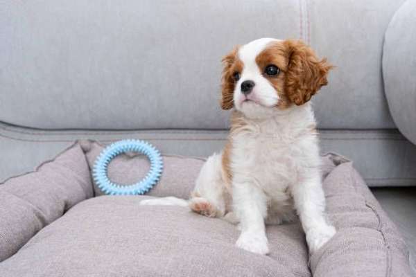 blenheim-cavalier-king-charles-spaniel