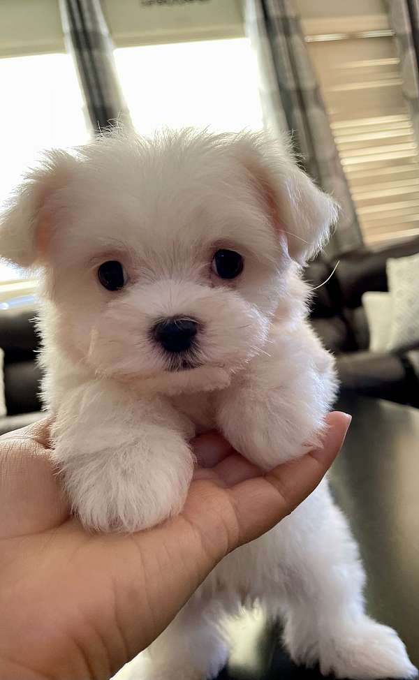 curly-haired-maltese