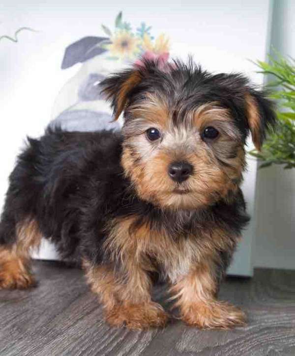 black-tan-yorkshire-terrier