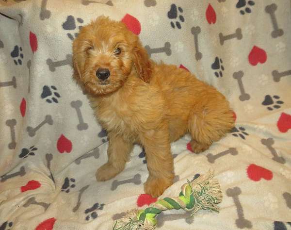 brown-male-female-goldendoodle-goldendoodle