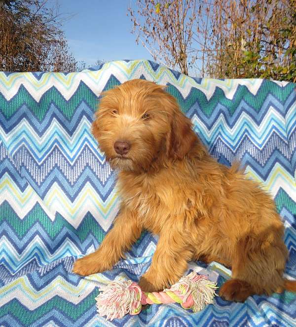 brown-male-female-goldendoodle-goldendoodle