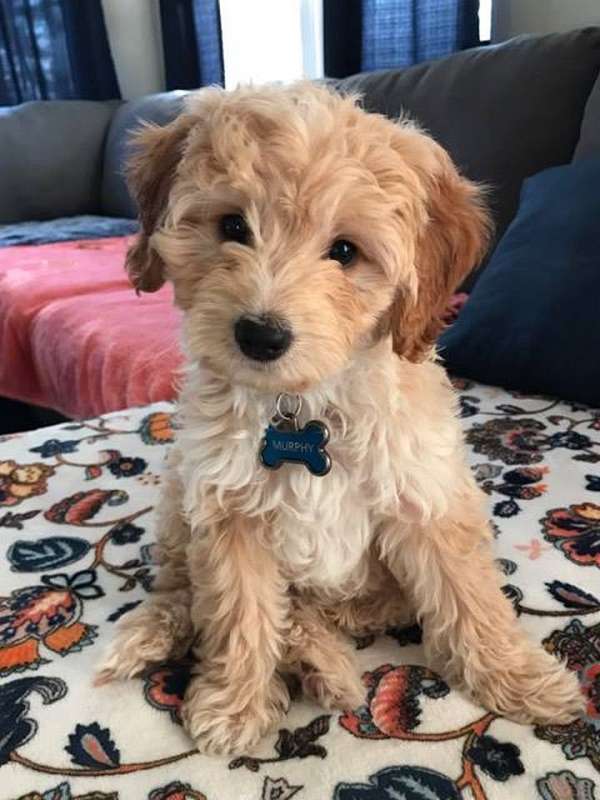 brown-male-female-goldendoodle-goldendoodle