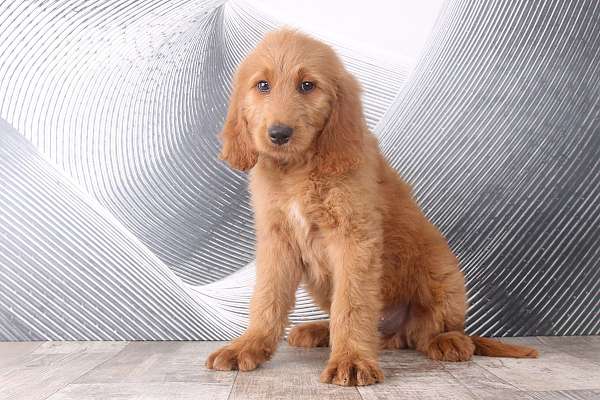 red-goldendoodle