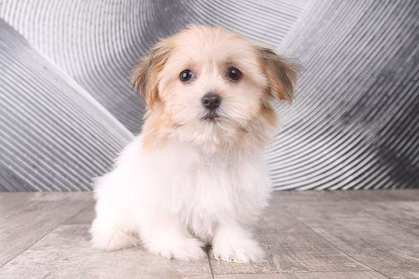 white-havanese