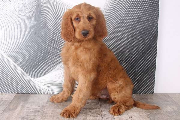 red-goldendoodle