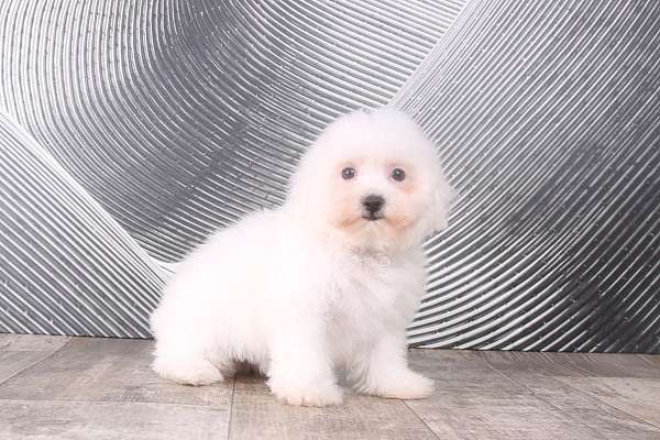 white-bichon-frise