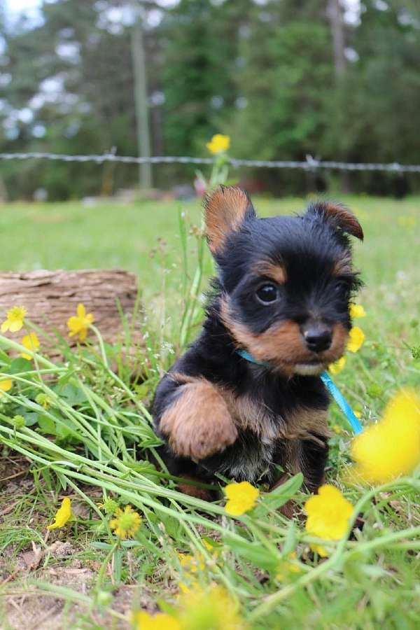male-yorkshire-terrier-dog