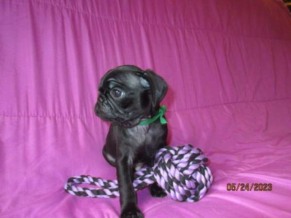 pug-dog-for-sale