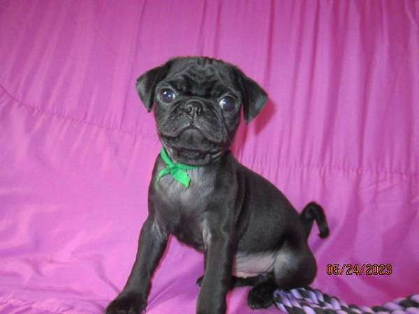 male-pug-dog