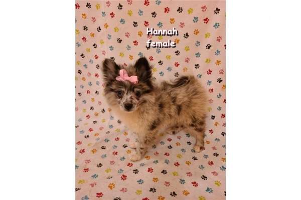 blue-merle-double-coated-pomimo