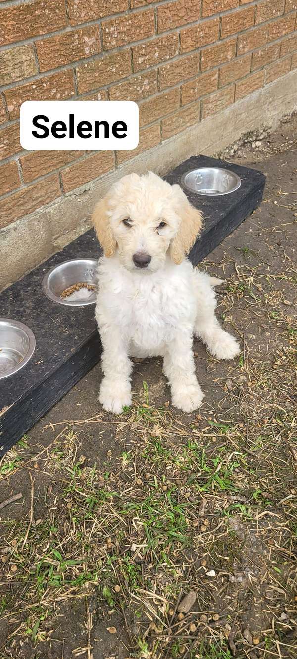 curly-haired-goldendoodle