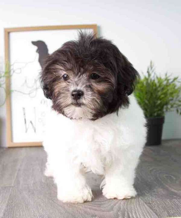 biscuit-white-small-shih-poo