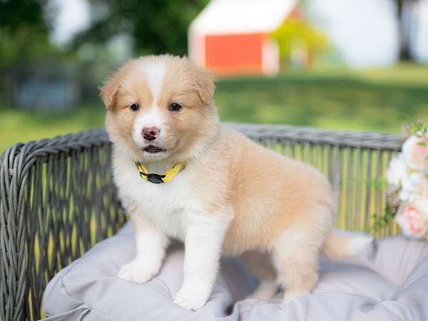 gold-male-border-collie